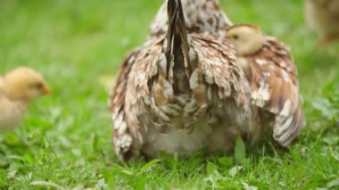 Tavuk anne ve tavukları.