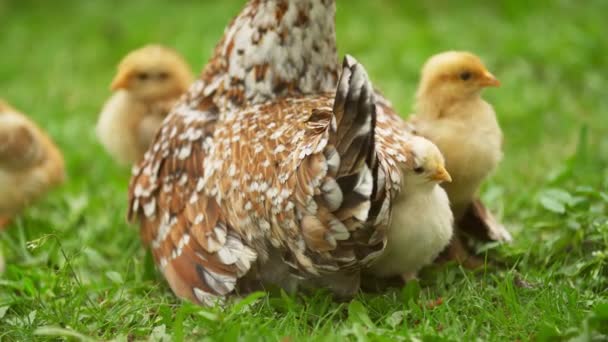 Куриная мама со своими цыплятами — стоковое видео