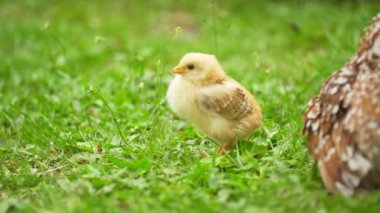 Tavuk anne ve tavukları.