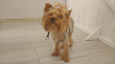 Yorkshire Teriyeri yerde duruyor.