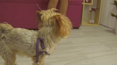 Yorkshire Teriyeri yerde duruyor.