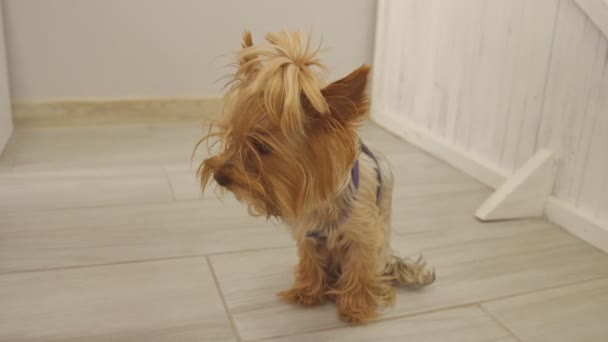 Yorkshire terrier standing on the floor — Stock Video