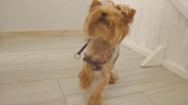 Yorkshire Teriyeri yerde duruyor.