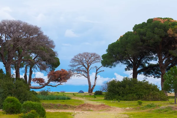 Grandes Árboles Ramificados Con Romper Playa Arena Costa Del Mar — Foto de Stock