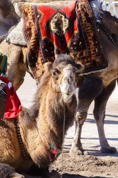 Camelo Férias Olha Para Lente Câmara — Fotografia de Stock