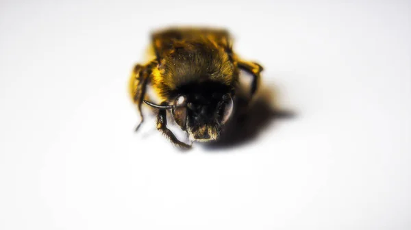 Bumblebee Fundal Alb — Fotografie, imagine de stoc