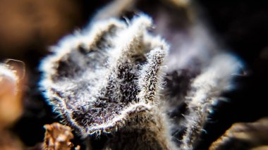 Kuru çiçek. Makro modu