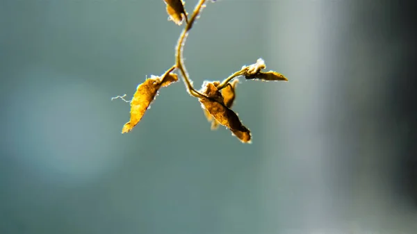 Trockenblume Makromodus — Stockfoto