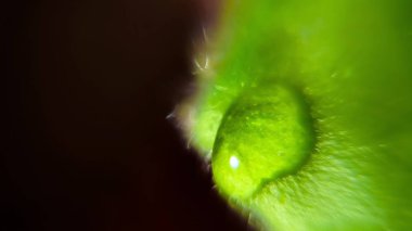 Bir damla su bir kağıt parçası üzerinde. Makro modu