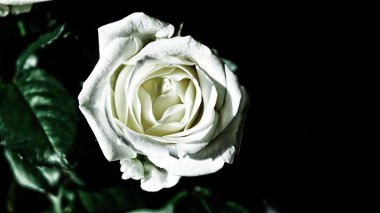 beyaz gül. Makro modu