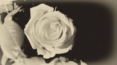 yükseldi. sepya. Makro modu