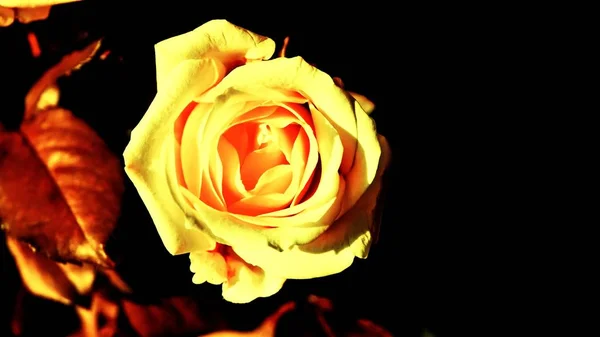 Троянда Сепія Макрорежим — стокове фото