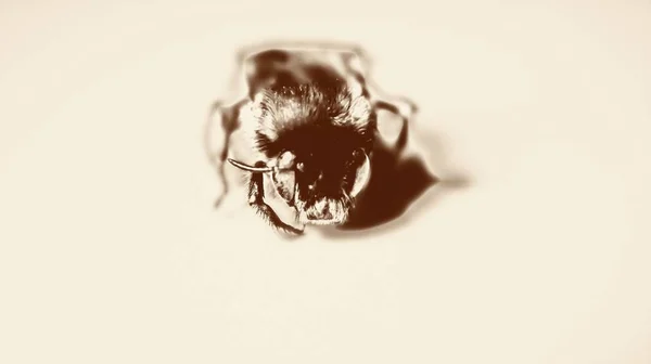 Bumblebee. Macro mode. art photo