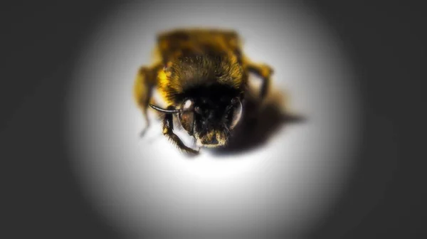 Bumblebee White Background Macro Mode — Stock Photo, Image
