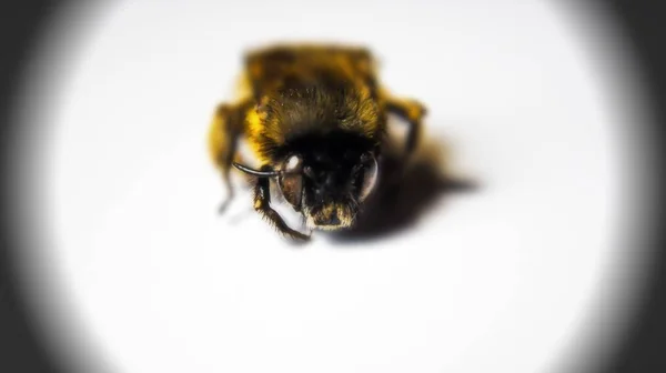 白色背景上的大黄蜂 宏模式 — 图库照片