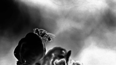 Çiçek gri bir arka plan üzerinde uçmak. Sanat fotoğraf