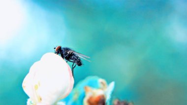 Çiçek mavi arka plan ile sinek. Makro modu