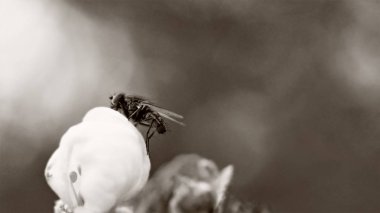 Çiçek gri bir arka plan üzerinde uçmak. Makro modu