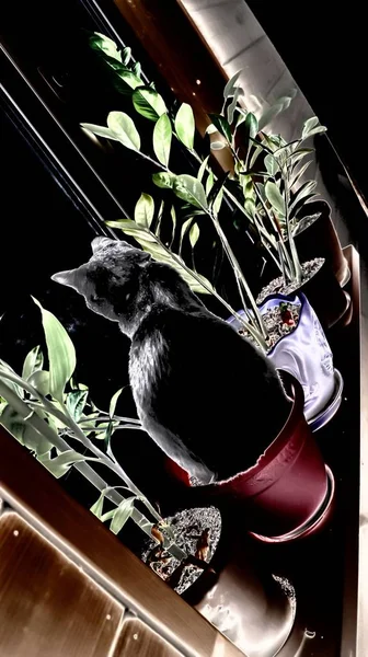 and grew up in a flower pot cat. art photo