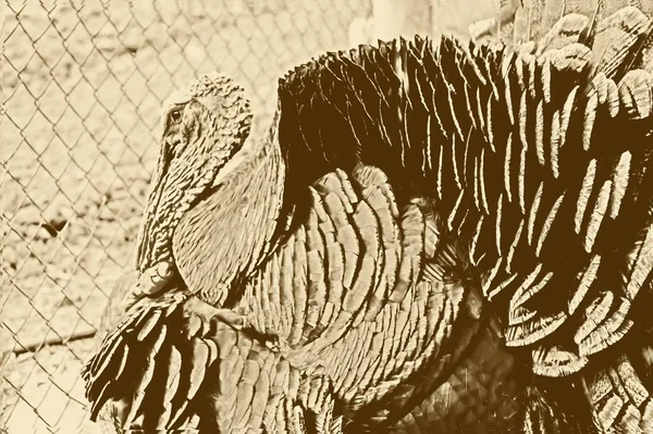 gobbler in the garden. art photo