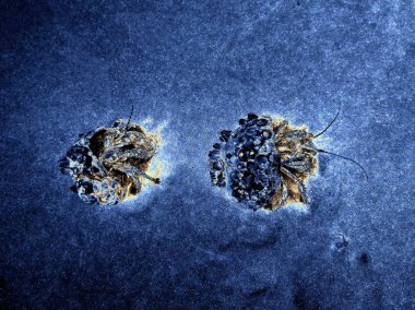 münzevi kimse yengeç Vietnam sahil üzerinde