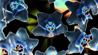 Çiçeklenme balmumu sarmaşık çiçekler.