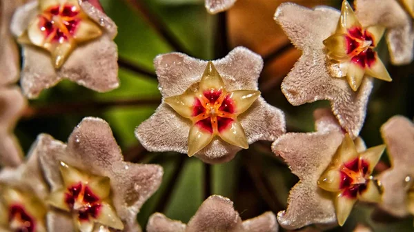 Wax ivy flowers in the inflorescence.