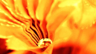 bir damla su üzerindeki yaprak