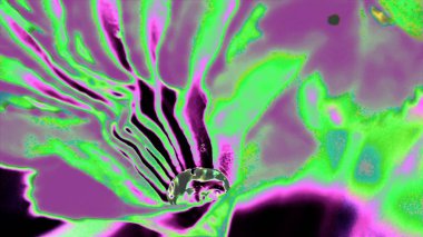 bir damla su üzerindeki yaprak