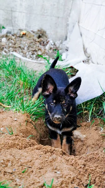 the dog digs a hole, buries his bone in the sand