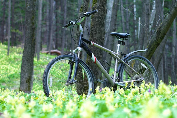 Bicicleta Apoya Contra Árbol Bosque Claro Con Flores Amarillas Rosadas — Foto de Stock