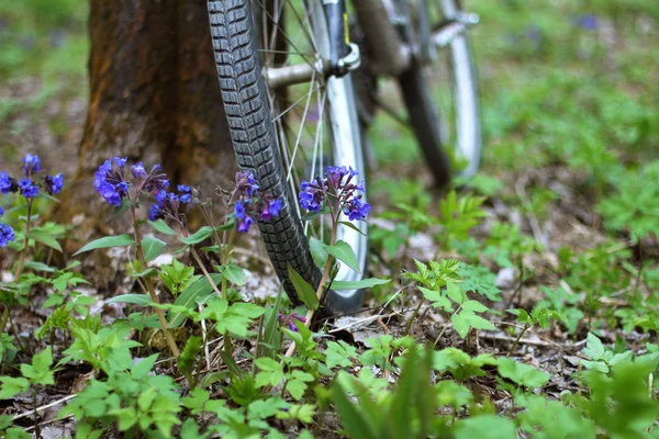 Uma bicicleta está ao pé de uma árvore na floresta — Fotografia de Stock