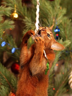 Habeş yakaladım kedi pençeleri ve tinsel veya Noel ağacı nibbles.