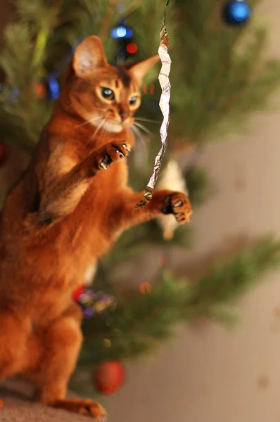 Abessinier-Katze spielt mit Lametta am Neujahrsbaum. — Stockfoto