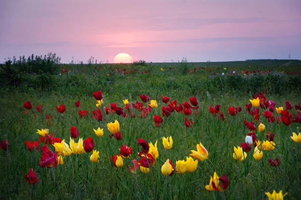 Lale. Tulipa schrenkii. Chyornye Zemli (kara toprakları) doğa rezerv, Kalmıkya region, Rusya Federasyonu.