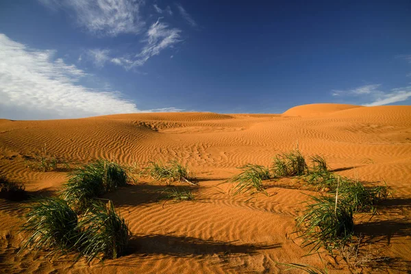 沙漠在卡尔梅克 Chyornye Zemli 黑土地 自然保护区 卡尔梅克地区 俄罗斯 — 图库照片