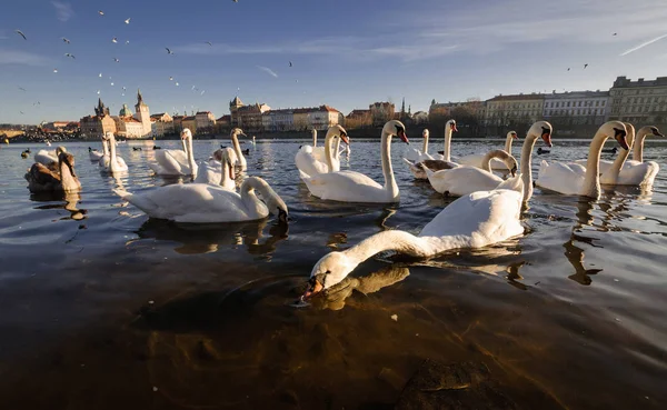 Kuğular. Vltava Nehri, Prag.