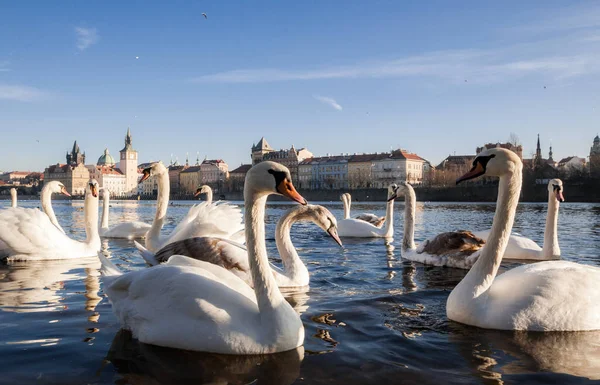 Kuğular. Vltava Nehri, Prag.