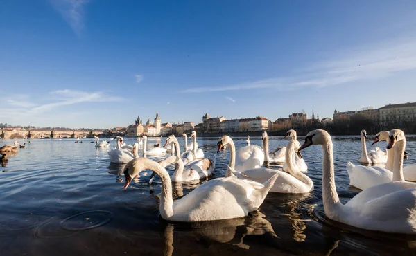 Cisnes Rio Vltava Praga — Fotografia de Stock