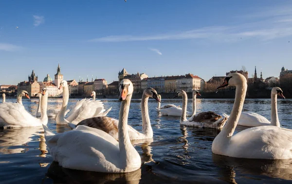 Kuğular. Vltava Nehri, Prag.