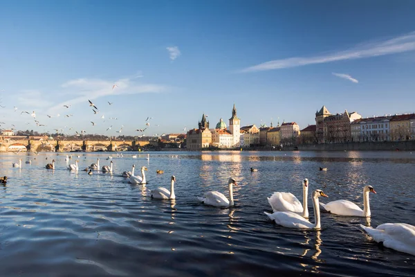 Kuğular. Vltava Nehri, Prag.