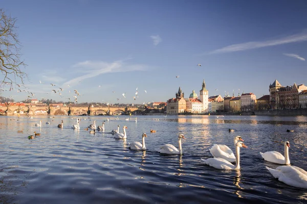 Łabędzie Rzeki Wełtawy Praga — Zdjęcie stockowe