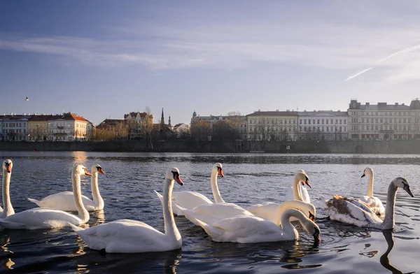Swans Vltava River Prague — Stock Photo, Image