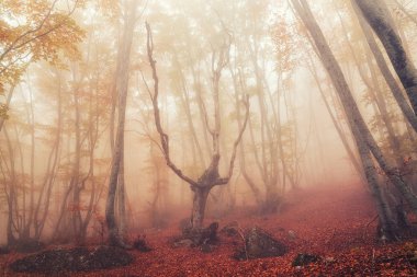 Sonbahar kayın ormanı. Dağ Demerdzhi, Kırım Cumhuriyeti.