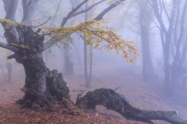 Sonbahar kayın ormanı. Dağ Demerdzhi, Kırım Cumhuriyeti.