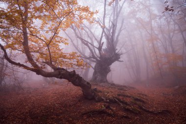 Sonbahar kayın ormanı. Dağ Demerdzhi, Kırım Cumhuriyeti.