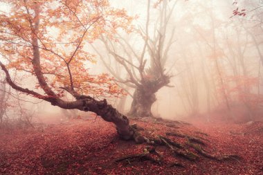 Sonbahar kayın ormanı. Dağ Demerdzhi, Kırım Cumhuriyeti.