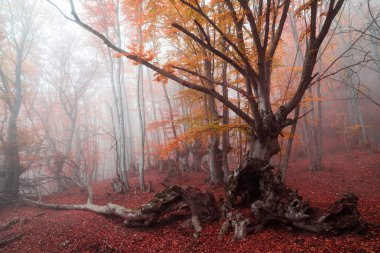 Sonbahar kayın ormanı. Dağ Demerdzhi, Kırım Cumhuriyeti.