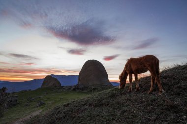 Bir at dağlarda otlatma. Dağ Demerdzhi, Kırım Cumhuriyeti.