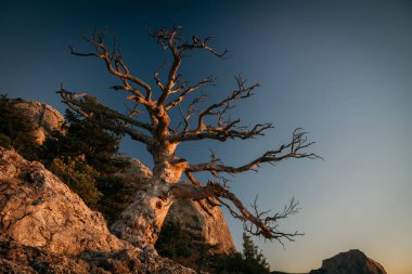 Şafak Novyi Svit (yeni ışık) köyü yakınlarında. Şehir bölge Sudak, Kırım Cumhuriyeti.